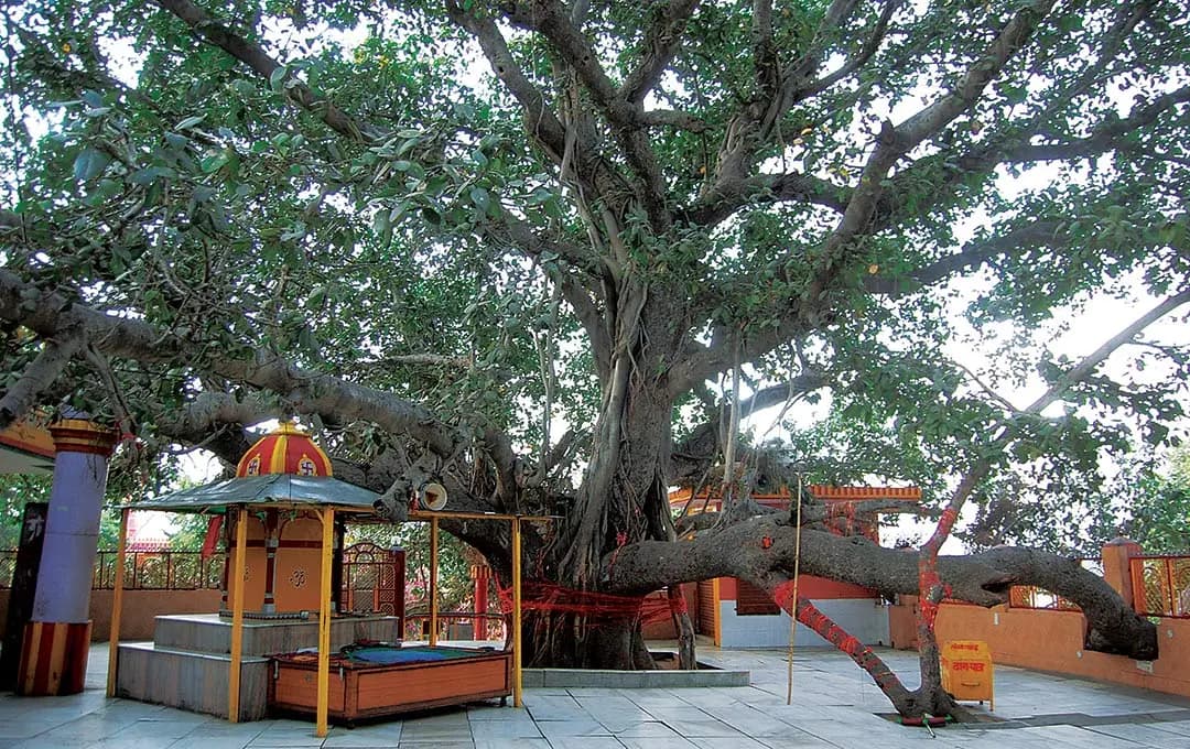 प्राचीन वटवृक्ष